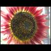 sunflower-red060609-3.jpg