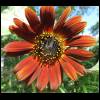 sunflower-red060709-2.jpg
