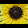 sunflowers-drop061309-1.jpg