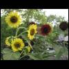 sunflowers061309-1.jpg