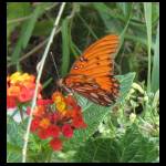 butterfly062109-1.jpg