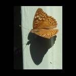 butterfly062109-2.jpg