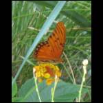 butterfly062109-3.jpg