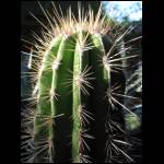 cactus061709-1.jpg