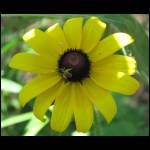 daisy-bee-061709-1.jpg