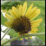 sunflower-bee062009-1.jpg