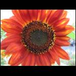 sunflower-orange061709-1.jpg
