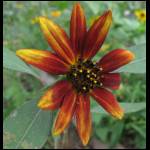 sunflower-orange062109-1.jpg