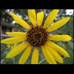 sunflower062709-1.jpg