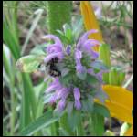 wildflower-bee062709-1.jpg