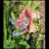 daylilly-wildflower052509-jpg.jpg