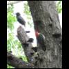 redheadedwoodpecker052409-1.jpg