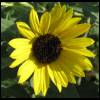 sunflower052409-1.jpg