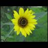sunflower052409-2.jpg