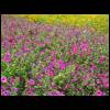 wildseedflowers050509-1.jpg