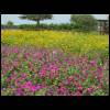 wildseedflowers050509-2.jpg