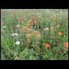 wildseedflowers050509-3.jpg