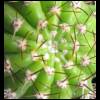 cactus052909-2.jpg