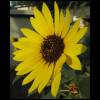 sunflower053109-1.jpg