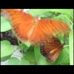 butterfly-mating090609-3.jpg