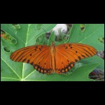 butterfly090609-10.jpg