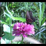 butterfly090609-1.jpg