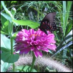 butterfly090609-2.jpg