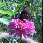 butterfly090609-3.jpg