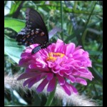 butterfly090609-4.jpg