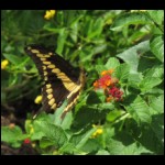 butterfly090609-6.jpg