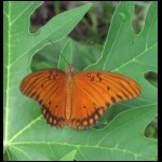 butterfly090609-8.jpg