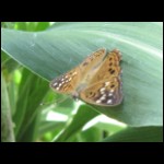 moth090609-1.jpg