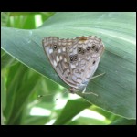 moth090609-2.jpg