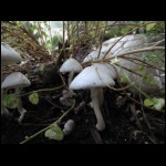 mushrooms090609-1.jpg
