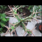thorns090609-1.jpg