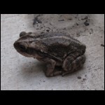 toad090609-1.jpg